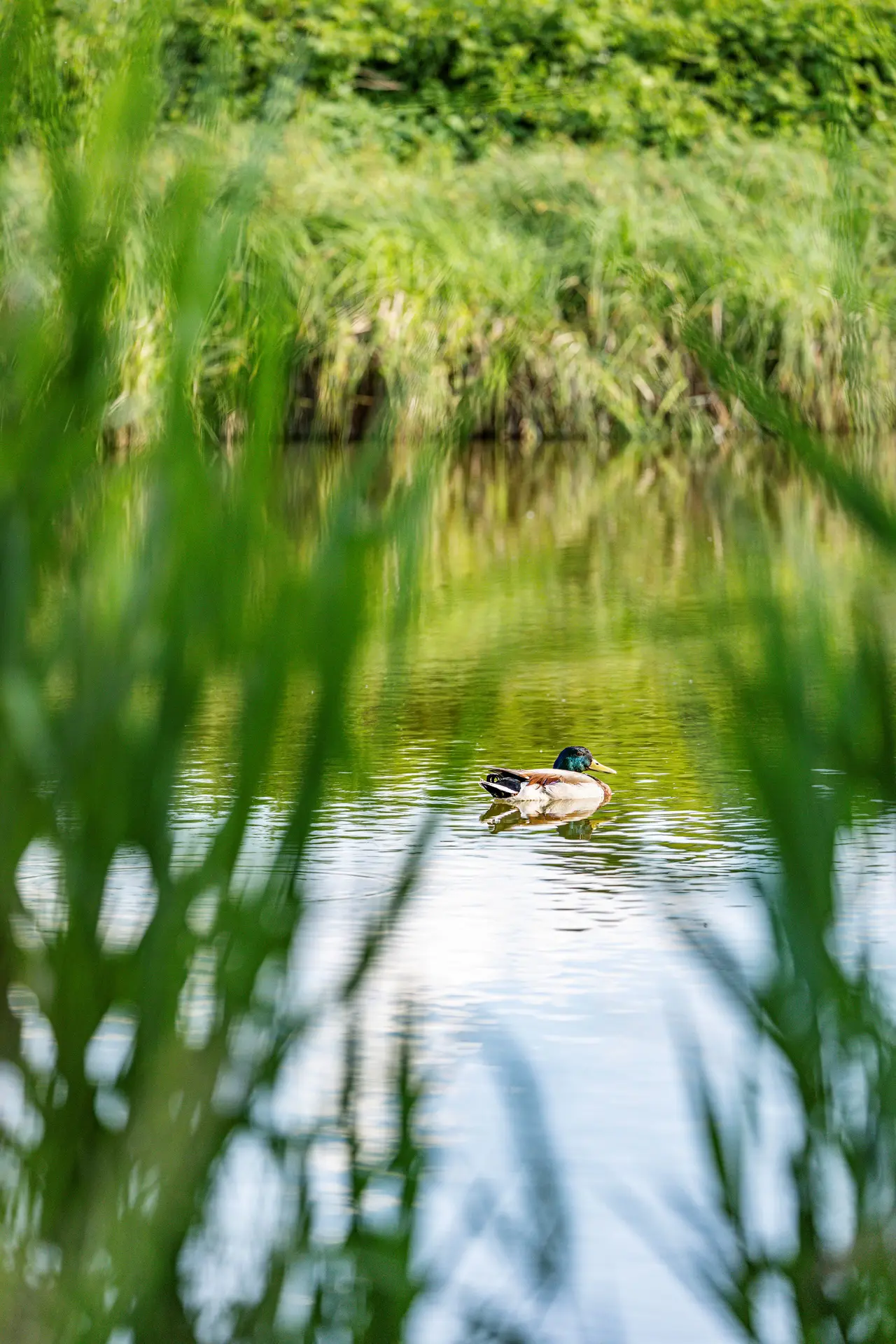 Ente schwimmt in Teich