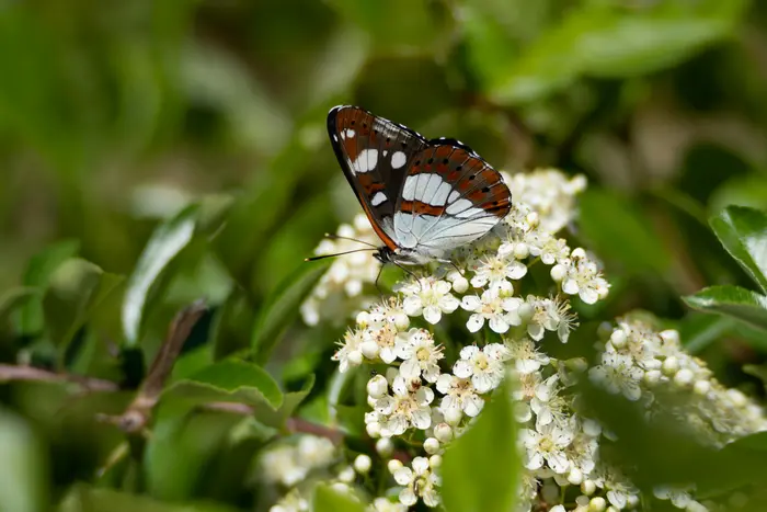 Brauner Schmetterling auf einer weißen Blume